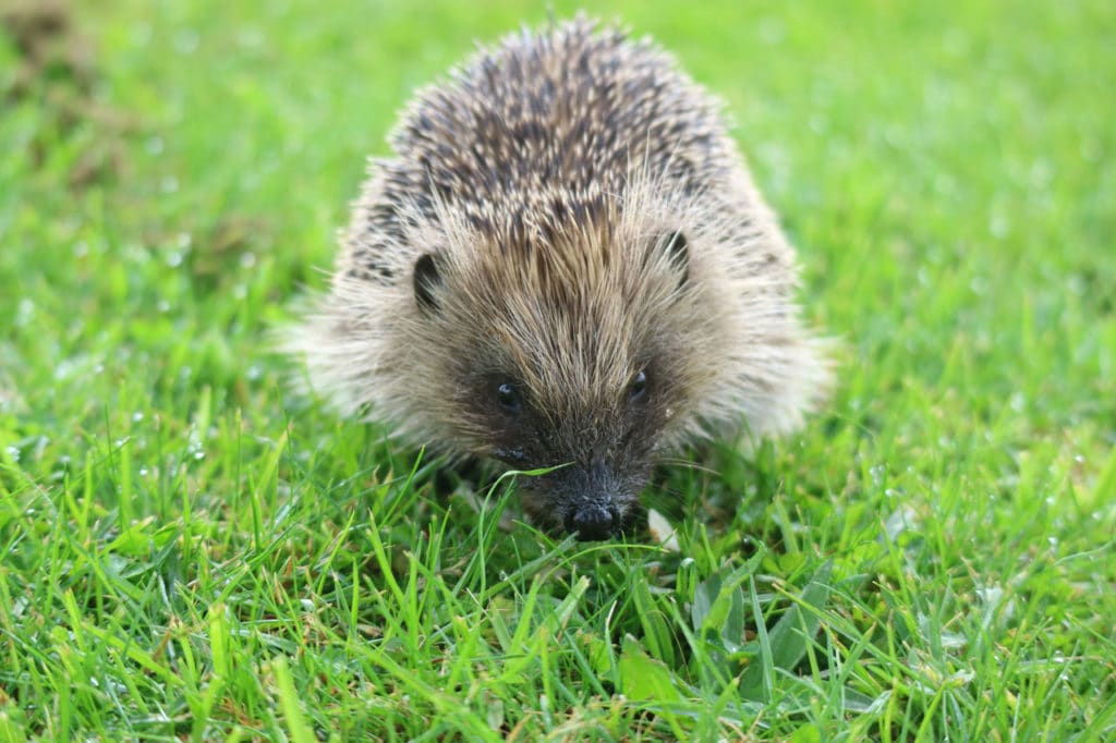 Igel auf Rasen