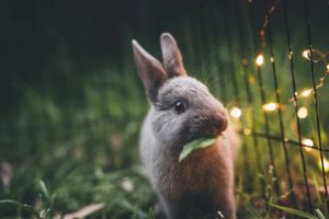 Kaninchen im Garten