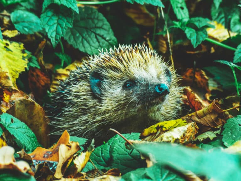 So schützt du Igel im Garten vor deinem Mähroboter