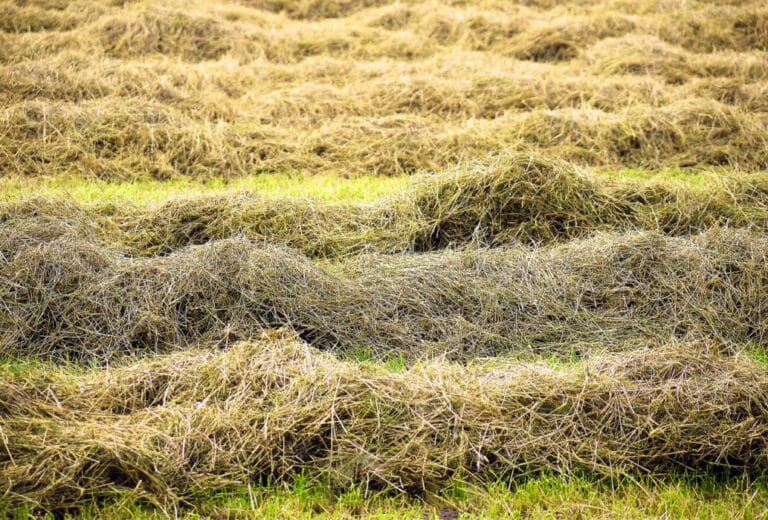 Wo bleibt das Gras beim Mähroboter?