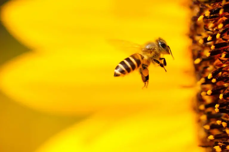 Mähroboter sind eine Gefahr für Bienen und Igel