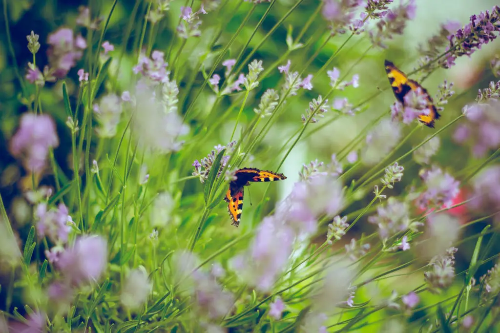 Schmetterlinge an Blüten